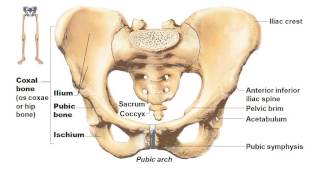 AampP I Chapter 7appendicular skeleton [upl. by Leugimsiul]