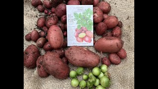 Clancy  True Potato Seed  From Seed to Harvest [upl. by Amiel]