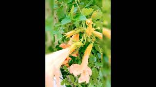 Tecomagardening nature lovers🌿 saffron beauty of my garden🧡trumpet vine family [upl. by Sueddaht]