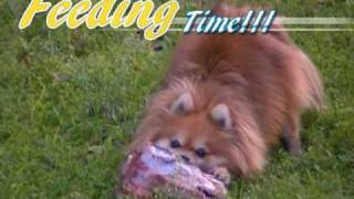 Pomeranian Raw Feeding WARNING  GRAPHIC [upl. by Annirac470]