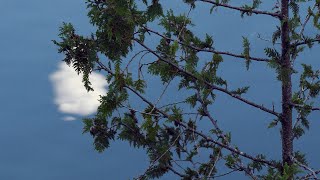 Boreal Moon  Lune boréale [upl. by Oicaro657]