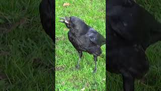 Feeding Crows  Cashews Cashews and MOAAAR Cashews  Park Crows [upl. by Gaspard]