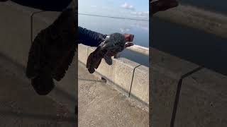 A big toad fish fishing nyc fish toadfish jamaciabayqueensny bridgefishing cool animals [upl. by Enellij]