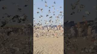 5000 pigeon racing bdpigeon kabutar kobutor pigeonbreed racer giribazkobutor shorts 2024 [upl. by Eta]