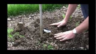 How to Plant a Grape Vine  Gurneys Video [upl. by Rehpoitsirhc]