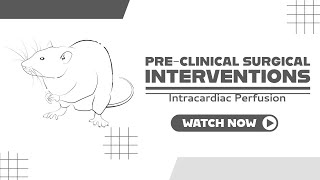 Intracardiac Perfusion or perfusion procedure to remove the blood from mouse brain capillaries [upl. by Oitaroh]