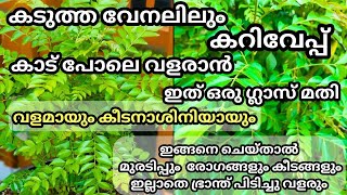 കറിവേപ്പ് കാട് പോലെ വളരും ഇത് ഒരു ഗ്ലാസ് മതി  Curry leaves fertilizer amp pesticide kariveppu krishi [upl. by Noteek]