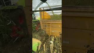 Sorgo 2k24 agri farming farmingharvest farmer agriculture agrifarmer agrian farmlife [upl. by Noramac800]