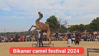 Bikaner camel festival 2024 me unt ka nartya [upl. by Crudden]