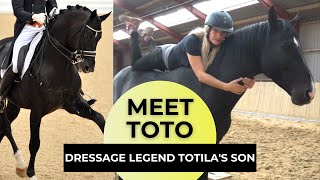 Toto Son of Dressage Legend Totilas In Saddle Training at WHC Stables [upl. by Ennovyhc]