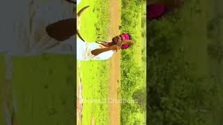 New gondi videogondi dance sorts songadivasi gondishorts [upl. by Dilisio]