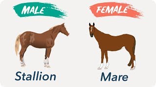 Male and Females Of Animals  Masculine and Feminine Gender of Animals [upl. by Serge]