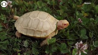 Rare Albino Giant Tortoise Is First to Hatch in Captivity [upl. by Erma]