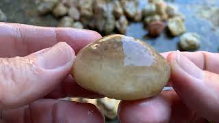 Fossil coral and petrified wood from landscaping rocks cajunrockhound nola thefinders rock hunt [upl. by Selassie]